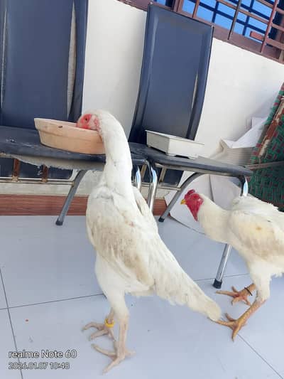 king size white o shamo female