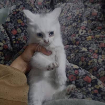 free female cat baby