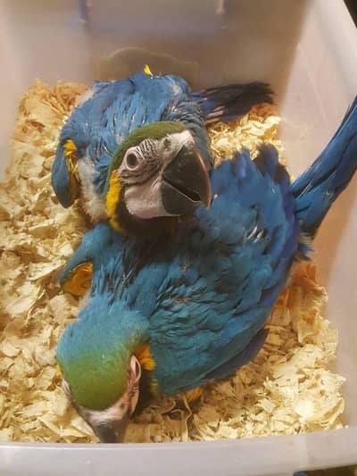 blue Macaw parrot checks for sale 0319.4340. 226