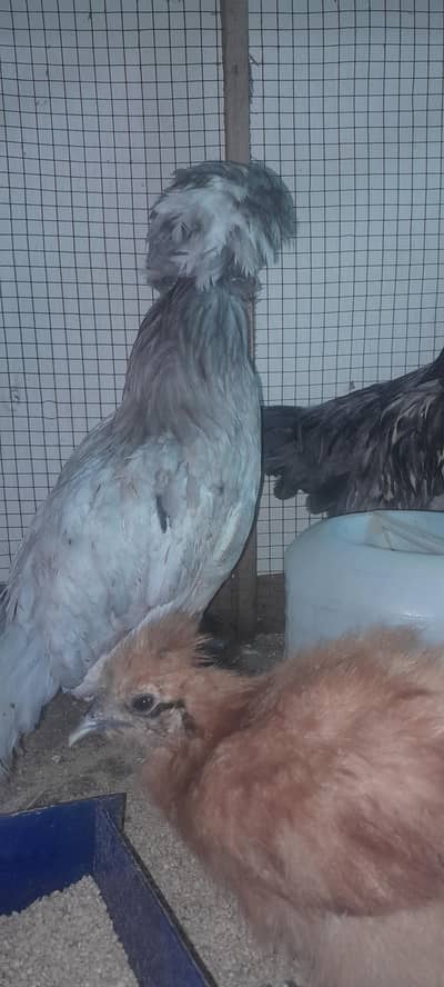 white silky breeder pair