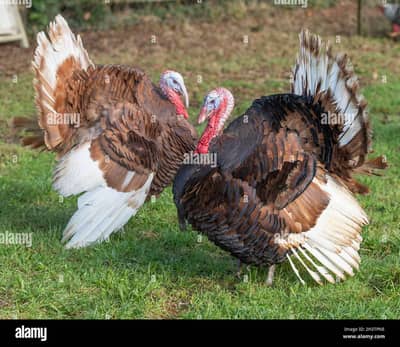 TURKEY CHICK GOOD QUALITY