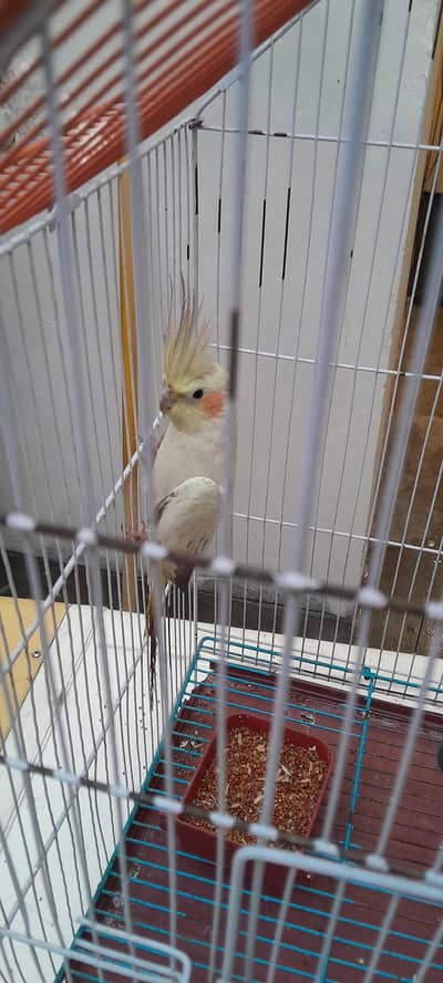 Cocktail pair male and female active pair