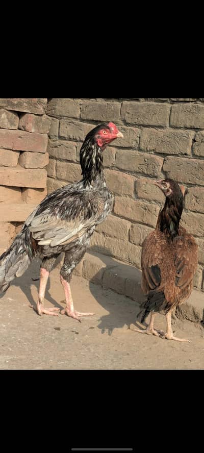 Aseel Murgha & Murghi