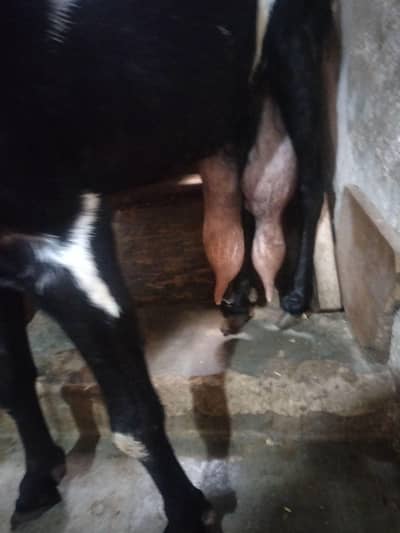 beetal goat / bakri  3 mahine ki kiras
