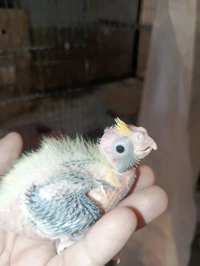 Eno red eyes or cream pied chicks for hand taming