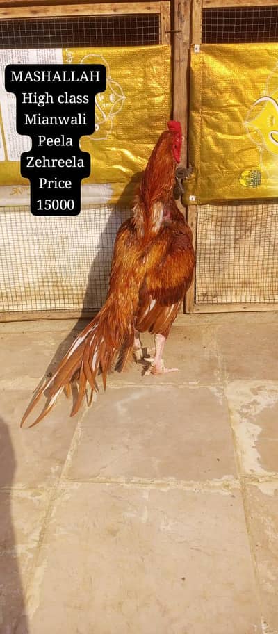 only call WhatsApp number ASEEL murga