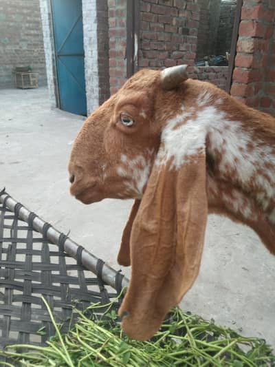 Pure Makhi cheeni ha Active ha 1 month gaban ha