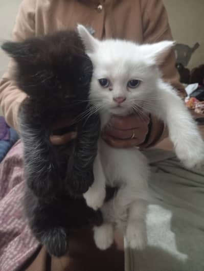 pension cat 1 moth pair