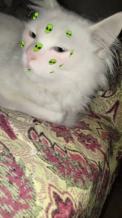 Persian cat for sale