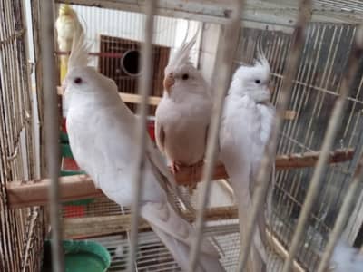 Eno and cocktail 6 pair urgent for sale