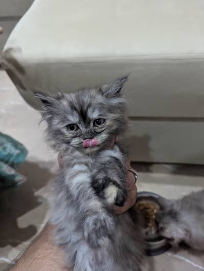 Persian Cats up for sale