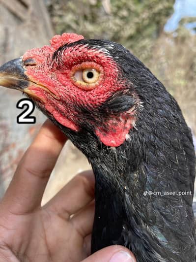 aseel murghi   old blood line