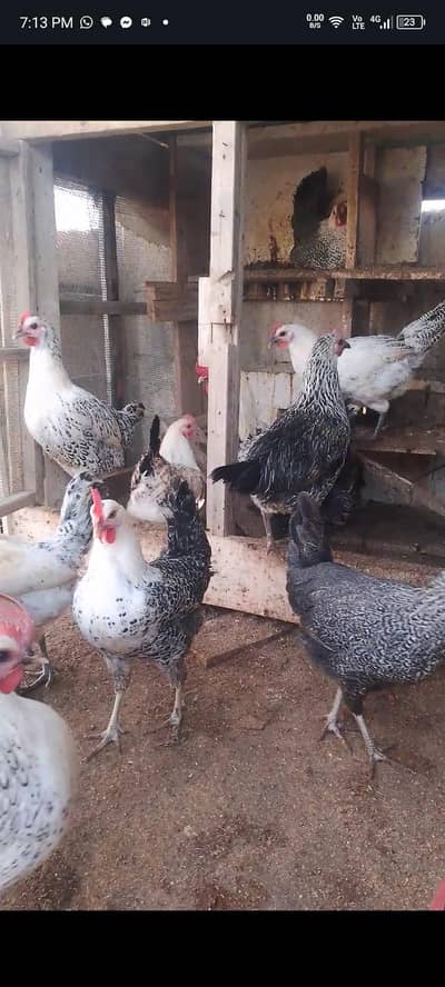 Egg laying Egyptian Fumi hen