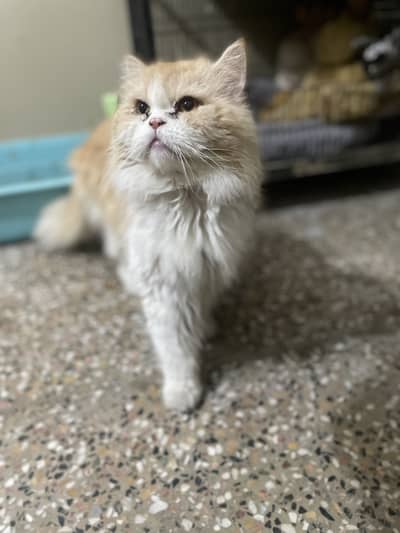 Persian male cat for mating