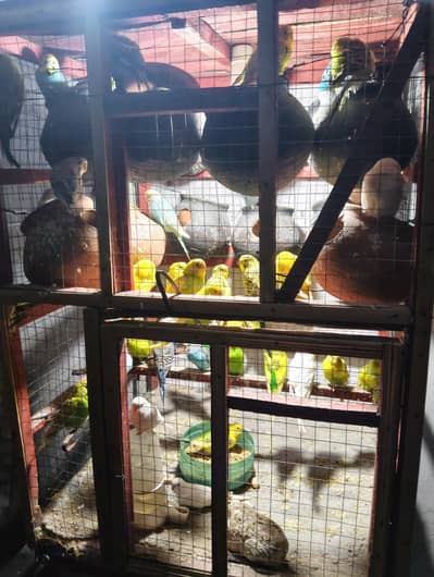 Australian red eyes black eyes, rainbow parrot