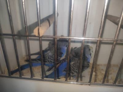 Violet Hagoromo Male And Female For Sale