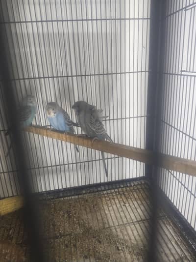 Black Face Double Flowers Hagoromo For Sale