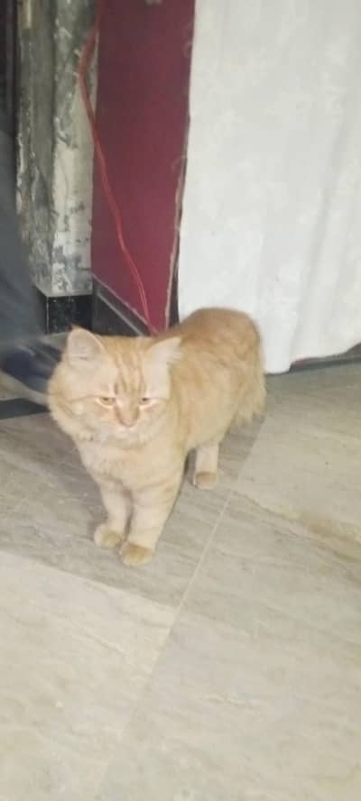 Triple coat golden brown Persian for sell urgent price will be less