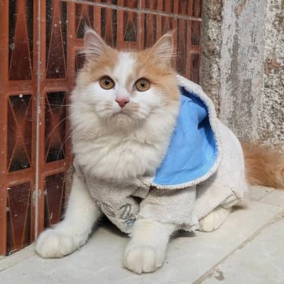 Persian cat, litter trained, long coat, active, playful