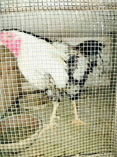ASEEL MURGHA| MURGHA| MURGA| COCK| DESI MURGHA