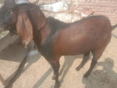 pure betal breader for sale 03338003939