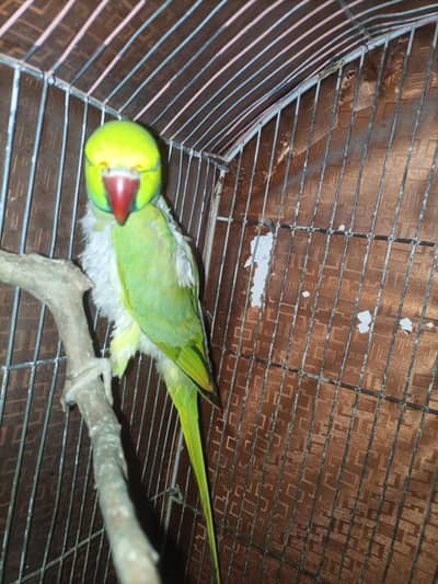 breedar pair ha  03460444761