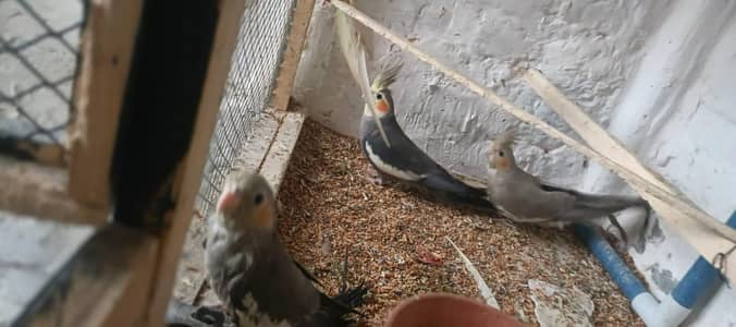 1K cokatail parrot gary