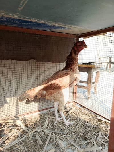 Pure Aseel hen for sale