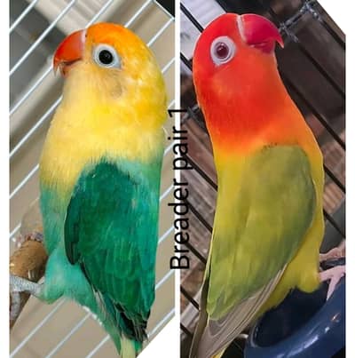 3 pair Breader Pair For sale