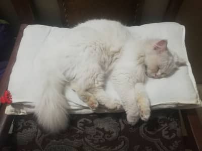 Semi punch face Persian cat female 1 year