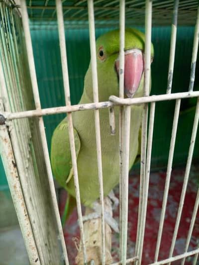 Green Ringneck Breeder Pair
