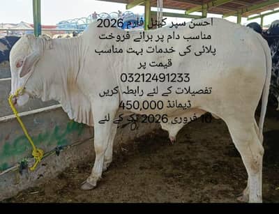 Munasib Price wholesale price par