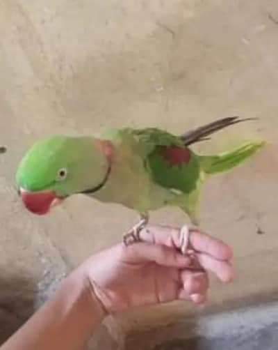 Raw parrot
