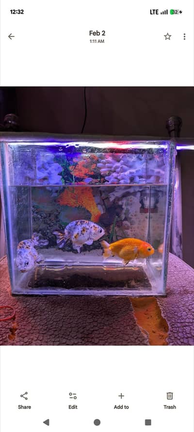 3 PCs Ranchu Gold Fish