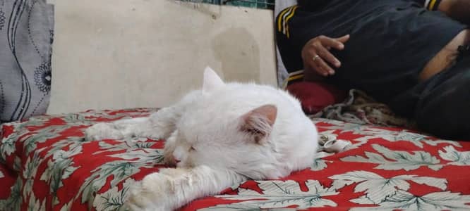 price down ho jaye gi