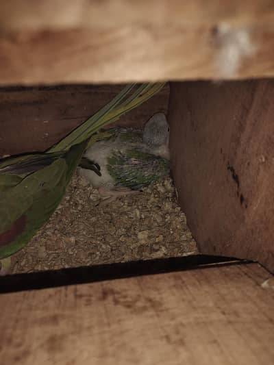 Kashmiri Raw 1 Chick