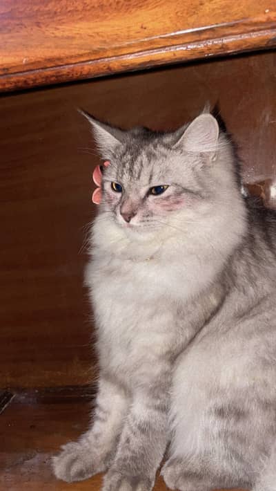 My cat is lost who will find him i will give him reward 5000