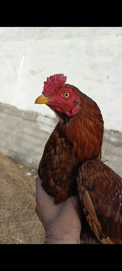 2aseel pathy ha 1peela or 1jawa aseel