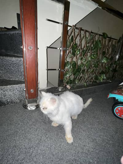 Persian double coat punch face