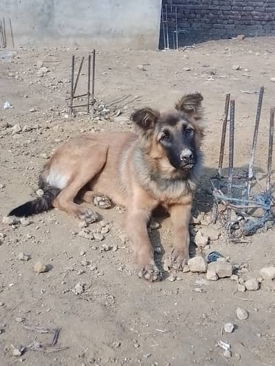 Belgian shepherd black mask  exchange possible with Labrador or German