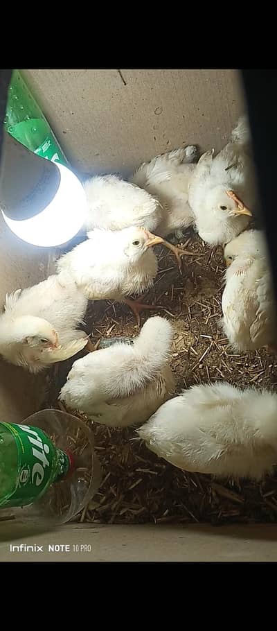 Vaccinated Broiler Farmi Active Chicks