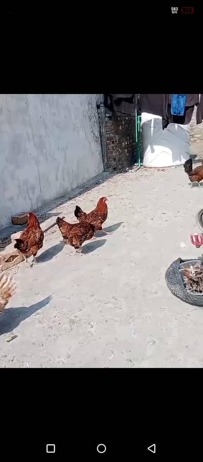 misri and golden misri hens for sale
