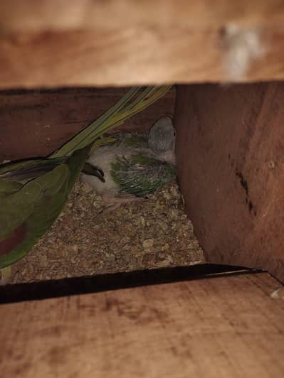 Alexender Kashmiri Raw Chick