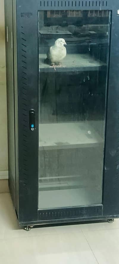 white he buhut cute he