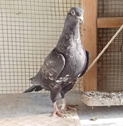 rampuri patha jumbo size healthy or active