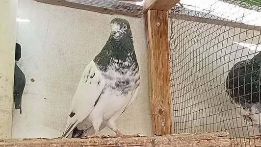 4 piece teddy female