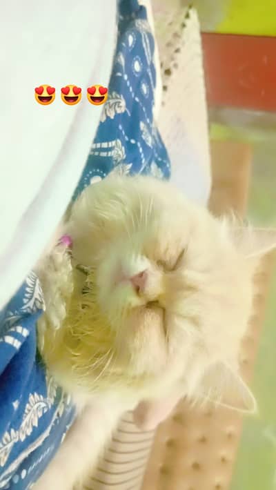 Featured triple coated