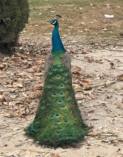 mor for sale male female available  my WhatsApp number 03457084434