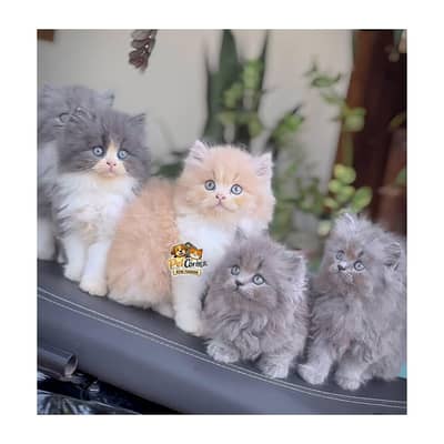 Persian British punch face piki face kitten cat available