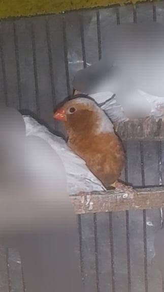 Full orange breader pair